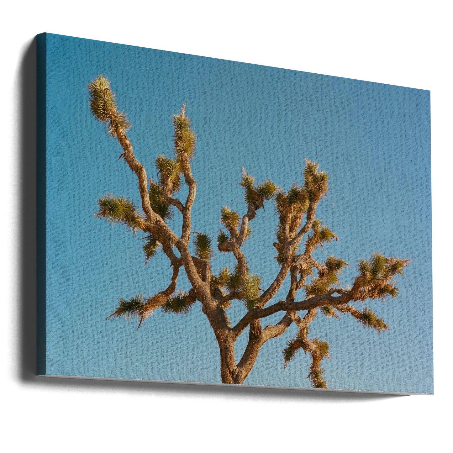 Joshua Tree Maan III | Canvasprints