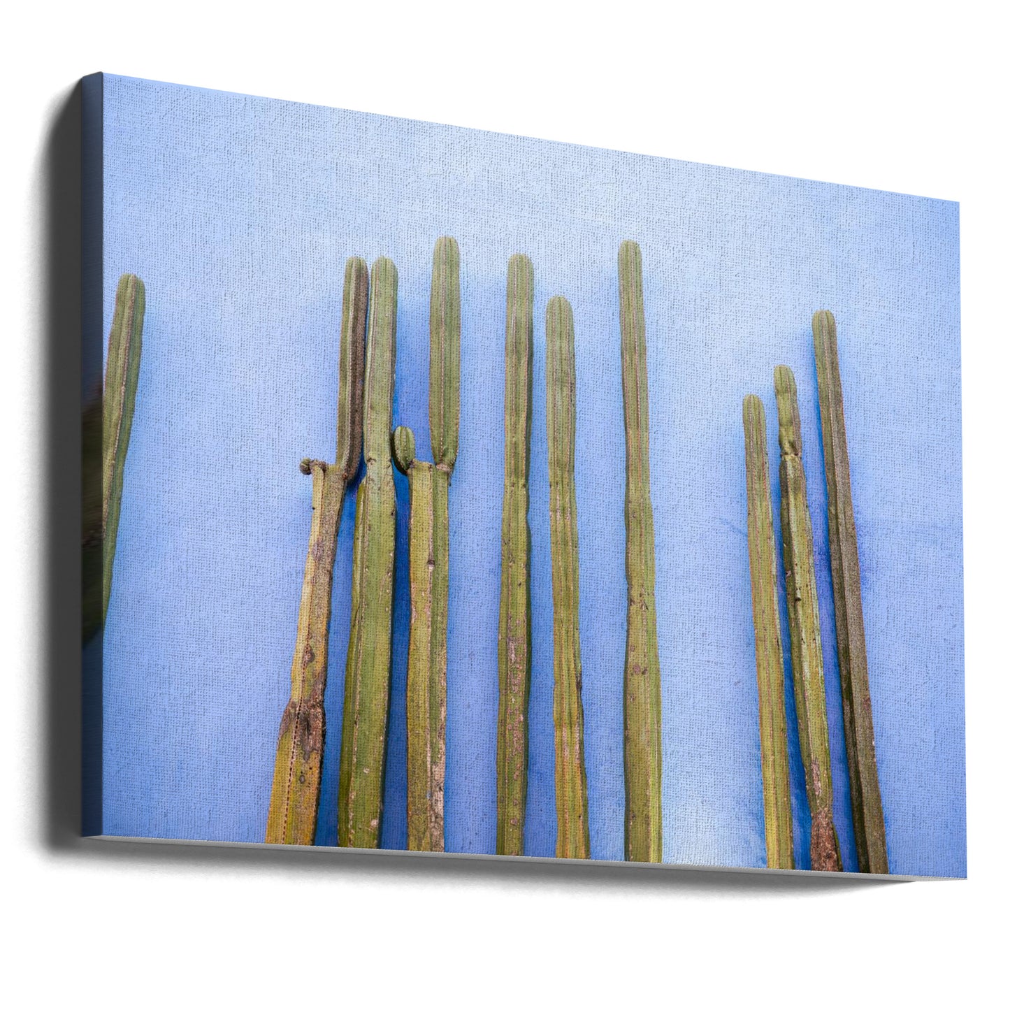 Höga kaktusar på blått | Resor till Oaxaca, Mexiko | Canvas