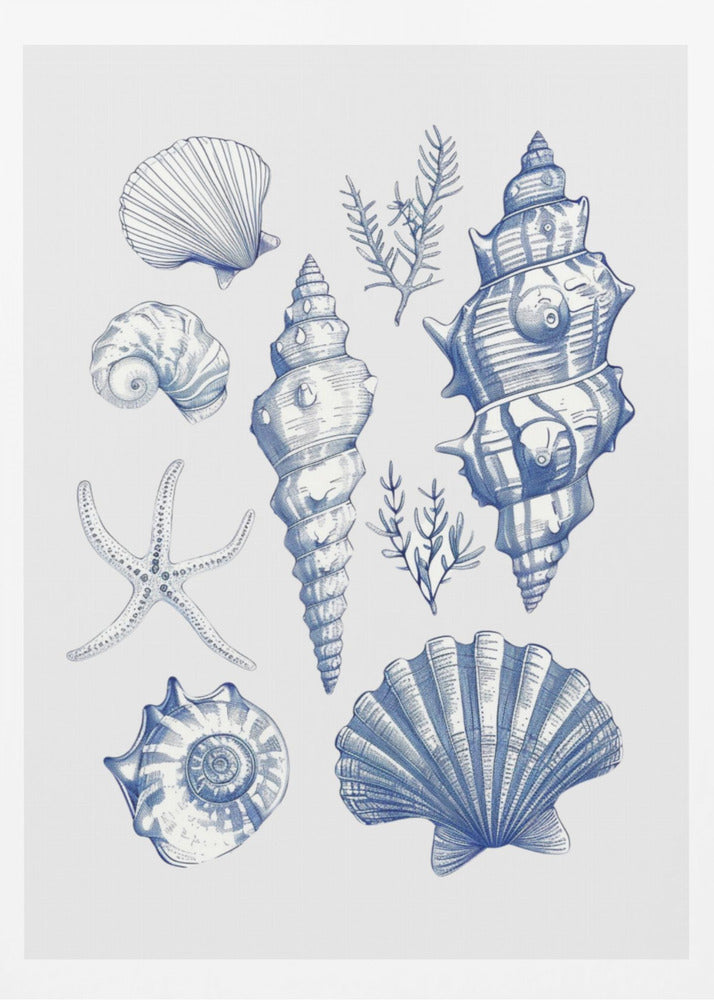 Shell Collage | Poster