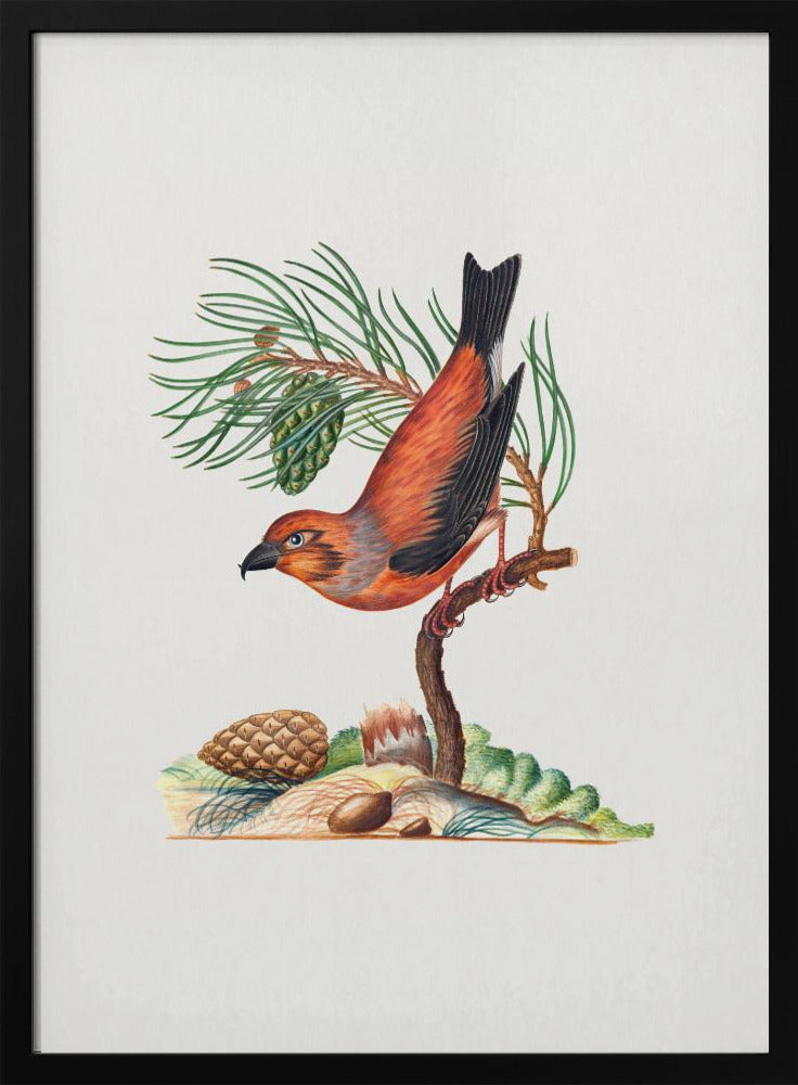 Red Crossbill | Poster