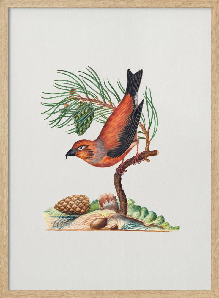 Red Crossbill | Poster