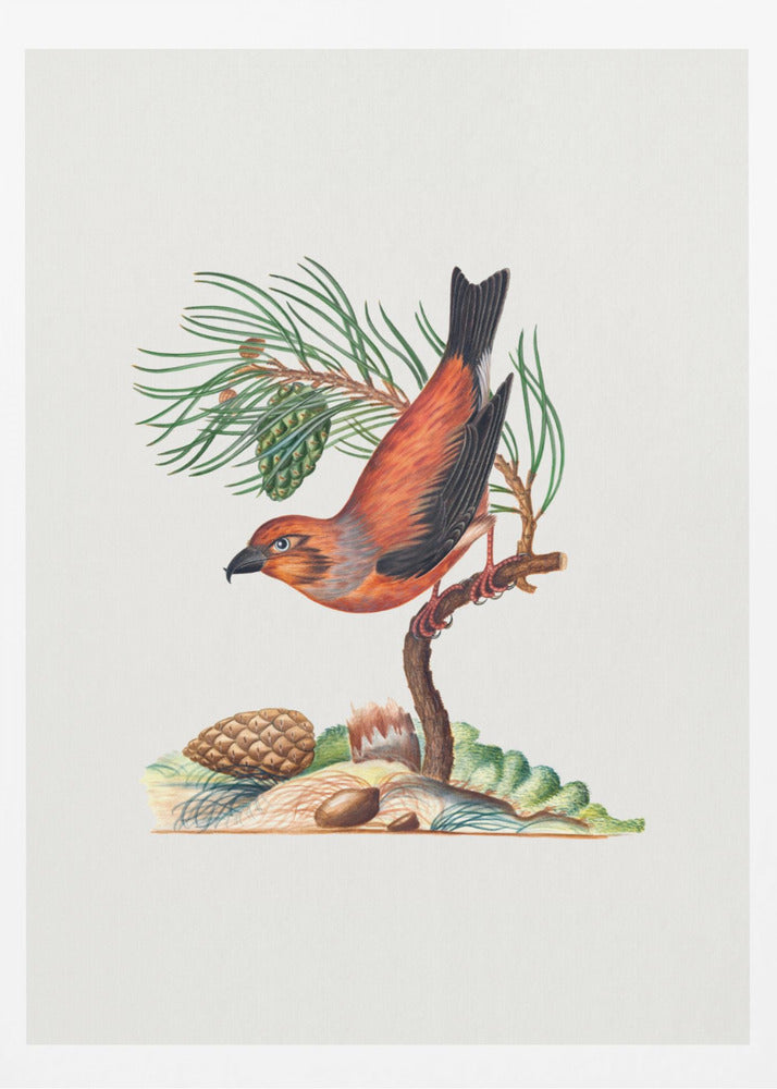 Red Crossbill | Poster