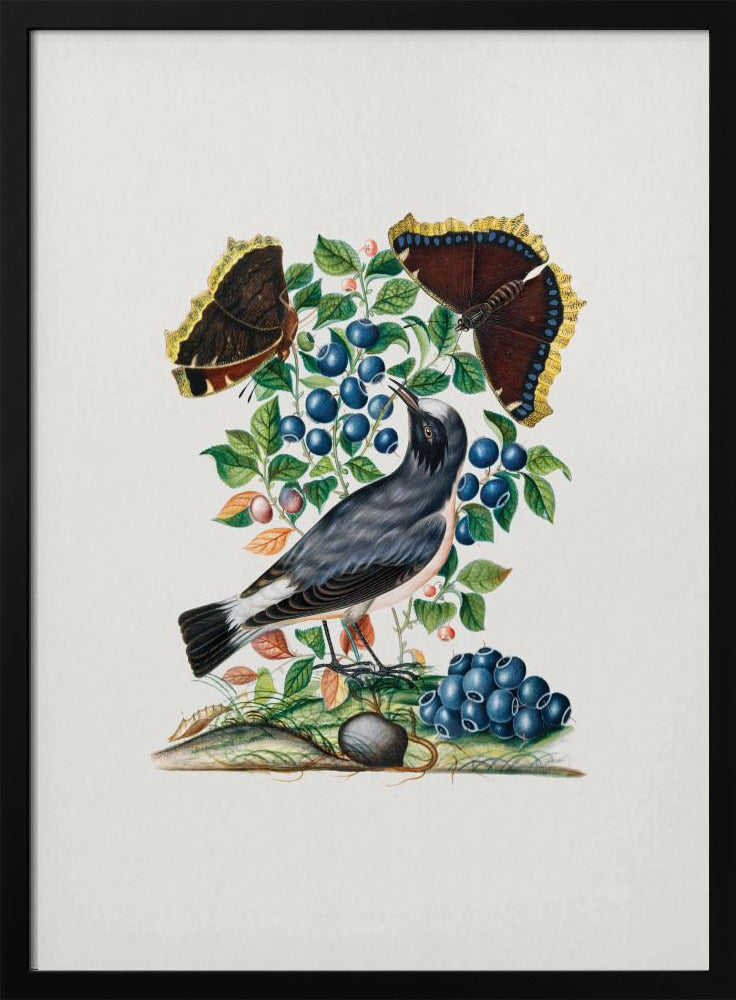 Northern Wheatear | Poster