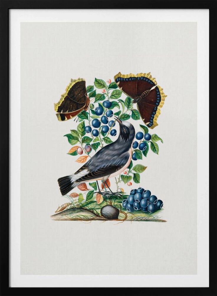 Northern Wheatear | Poster