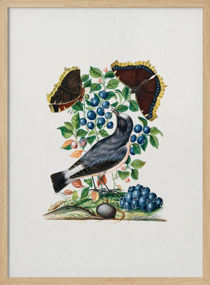Northern Wheatear | Poster
