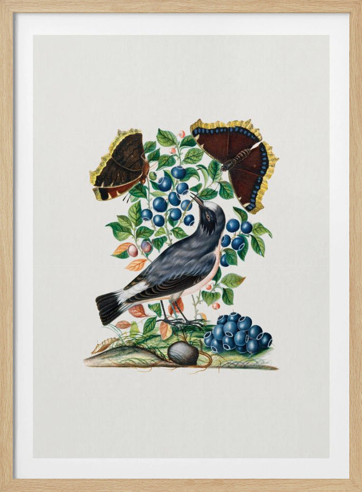Northern Wheatear | Poster