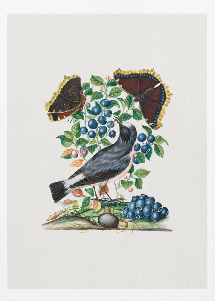 Northern Wheatear | Poster