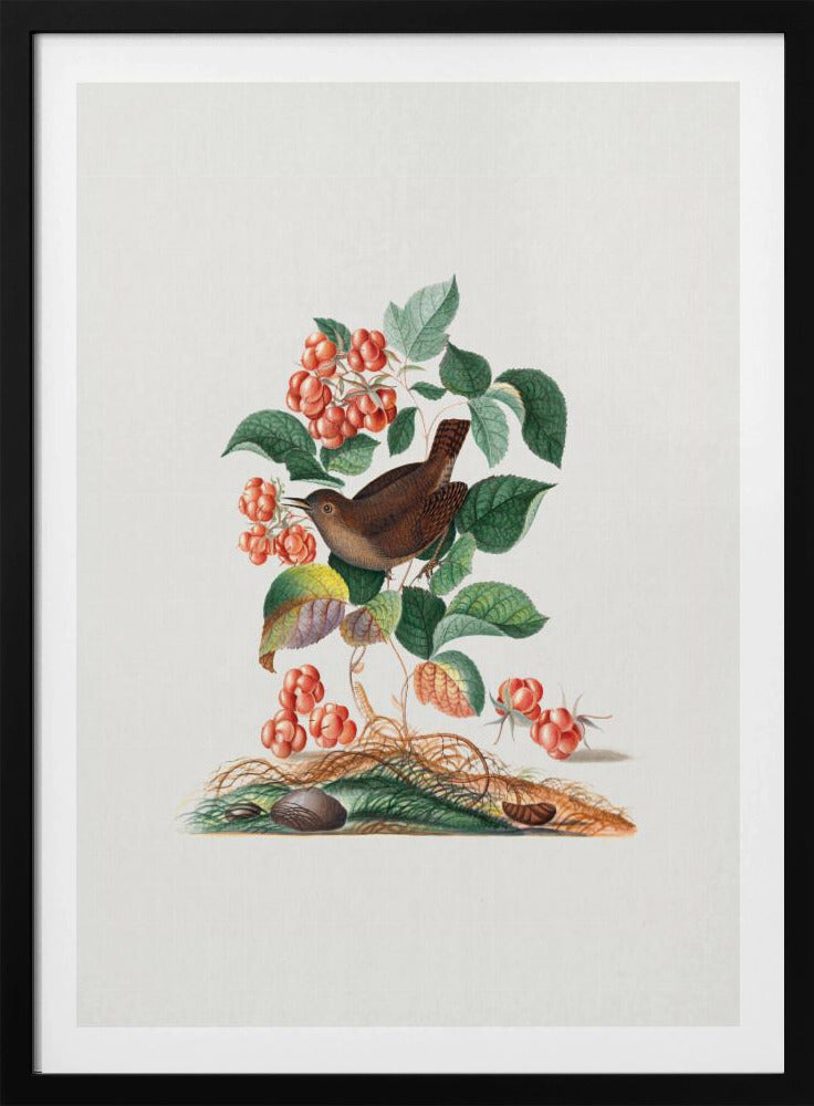 Eurasian Wren | Poster