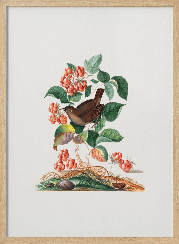 Eurasian Wren | Poster