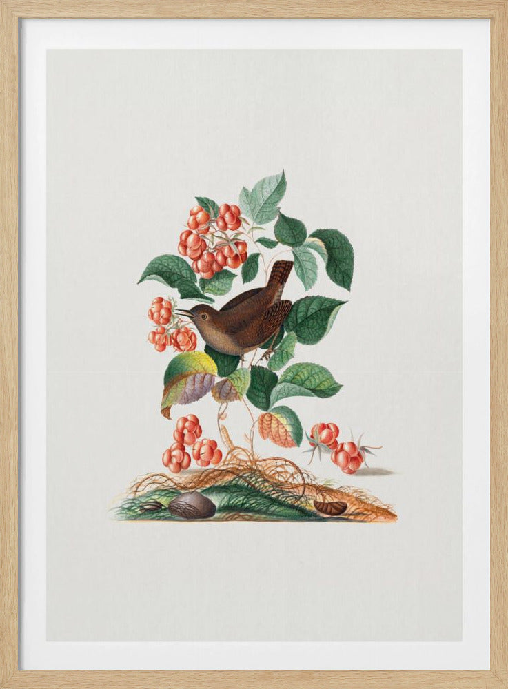 Eurasian Wren | Poster