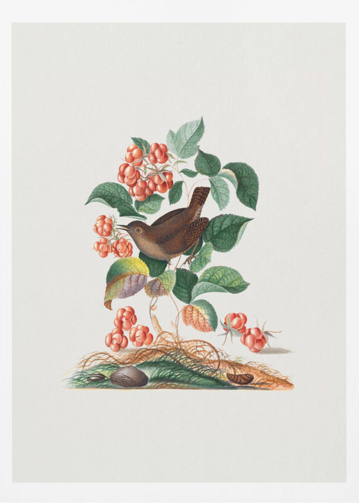 Eurasian Wren | Poster