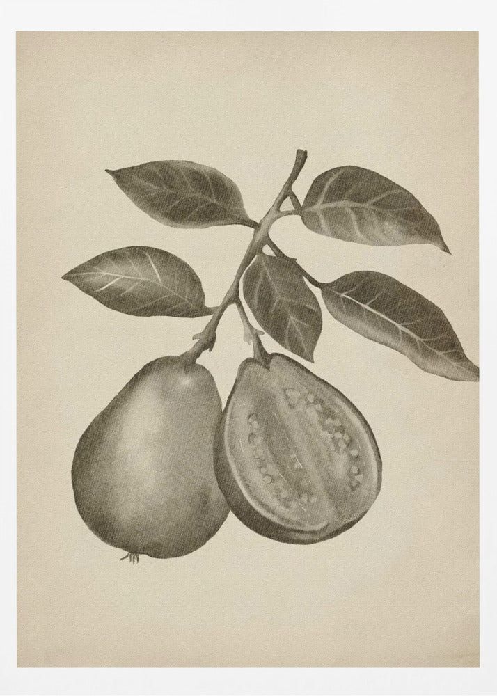 Vintage fruit | Poster