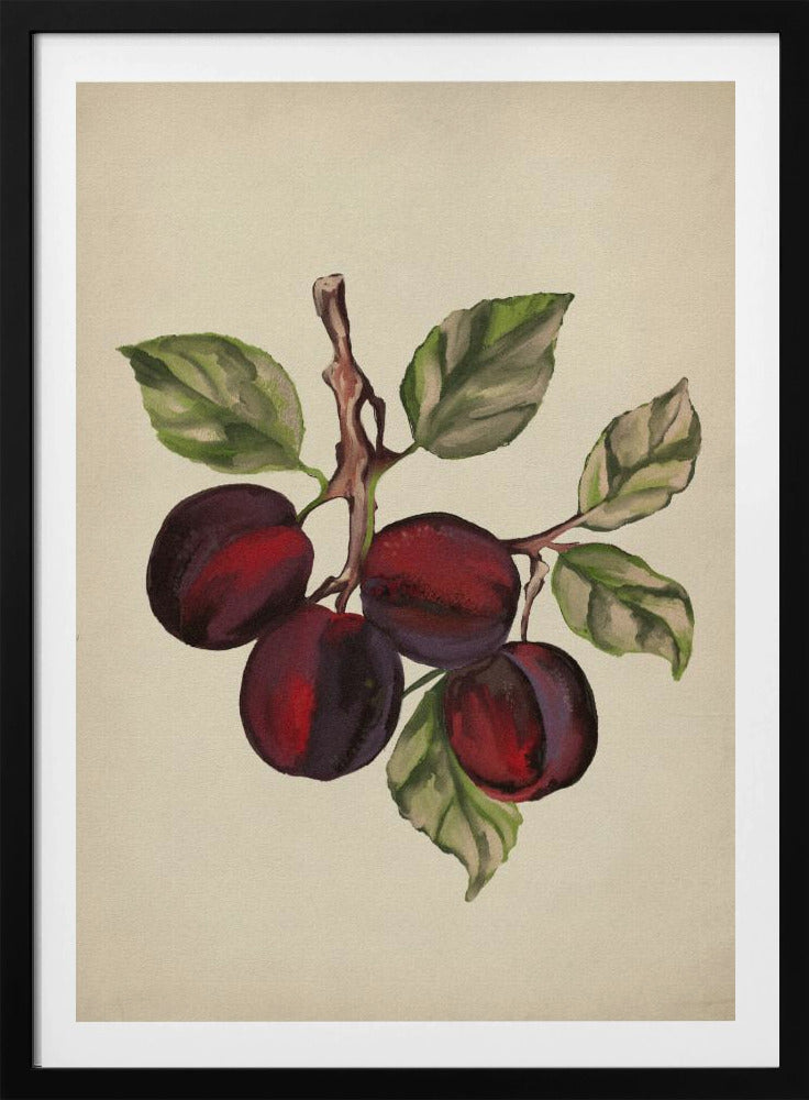 Collezione di frutta d'epoca | Poster - Stampe d’Arte