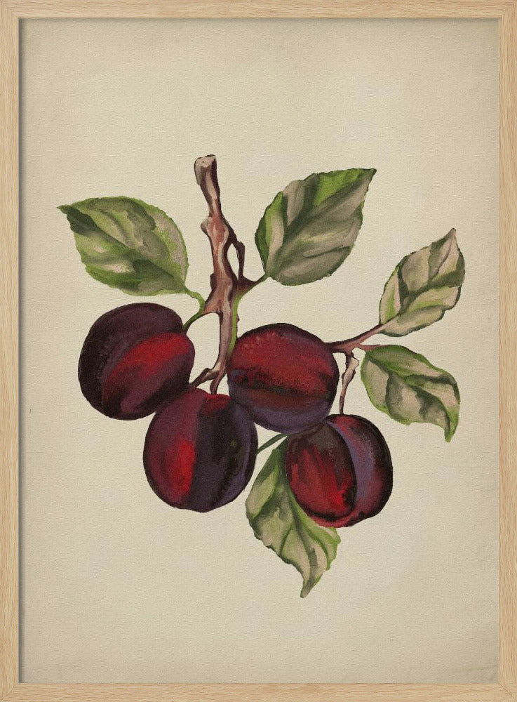 Collezione di frutta d'epoca | Poster - Stampe d’Arte