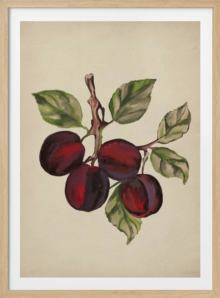 Collezione di frutta d'epoca | Poster - Stampe d’Arte