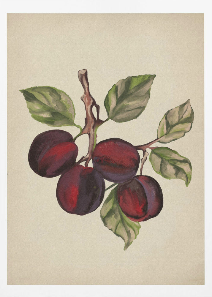 Collezione di frutta d'epoca | Poster - Stampe d’Arte