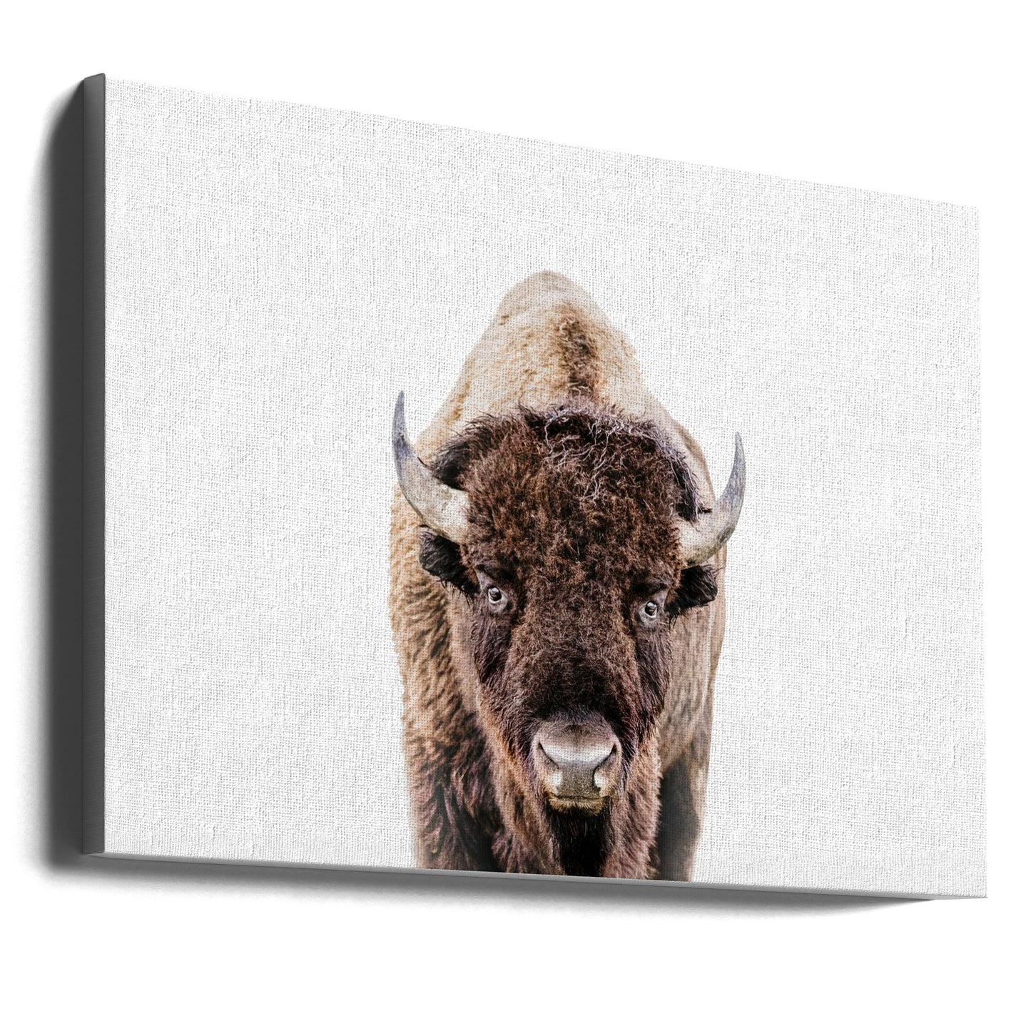 Bison | Leinwand-Bilder