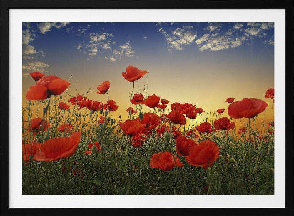 Coquelicots | Posters - Affiche Artistique