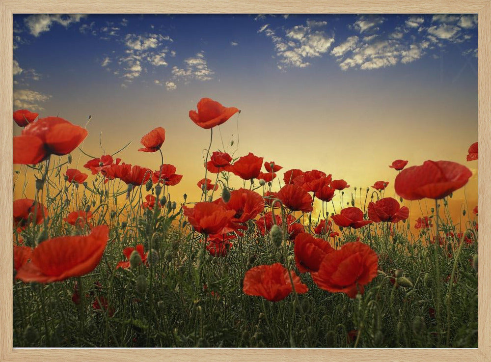 Coquelicots | Posters - Affiche Artistique
