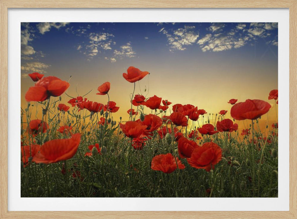 Coquelicots | Posters - Affiche Artistique