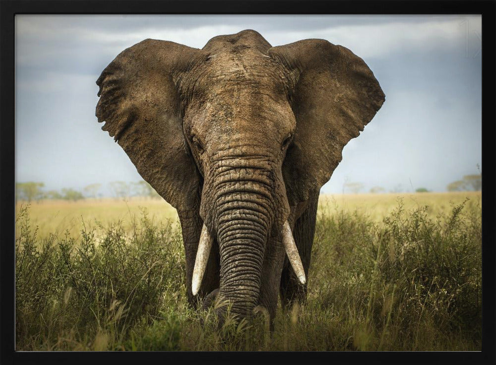 Incontri nel Serengeti | Poster - Stampe d’Arte