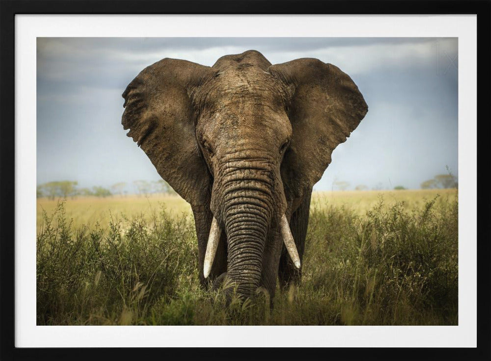 Incontri nel Serengeti | Poster - Stampe d’Arte