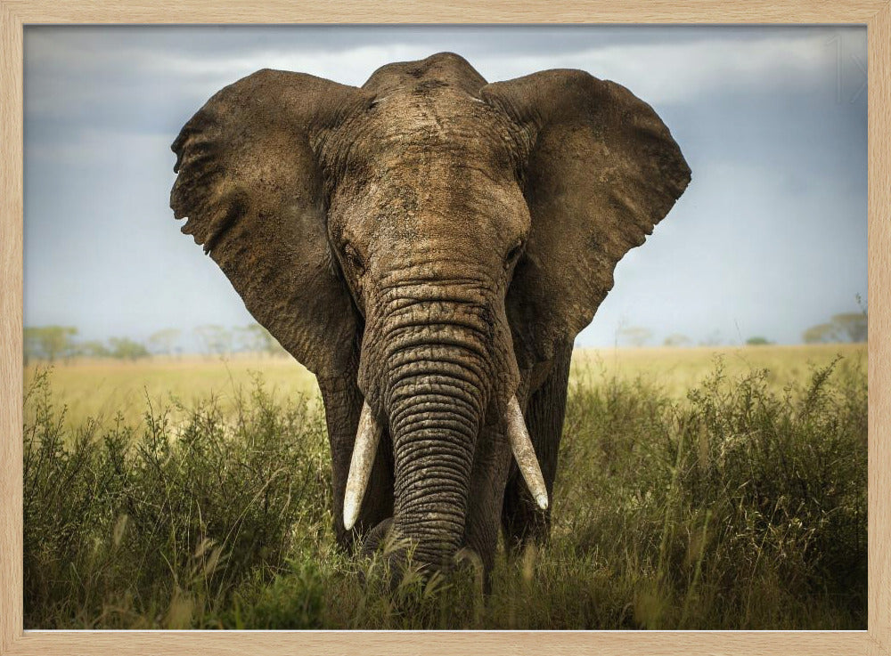 Incontri nel Serengeti | Poster - Stampe d’Arte