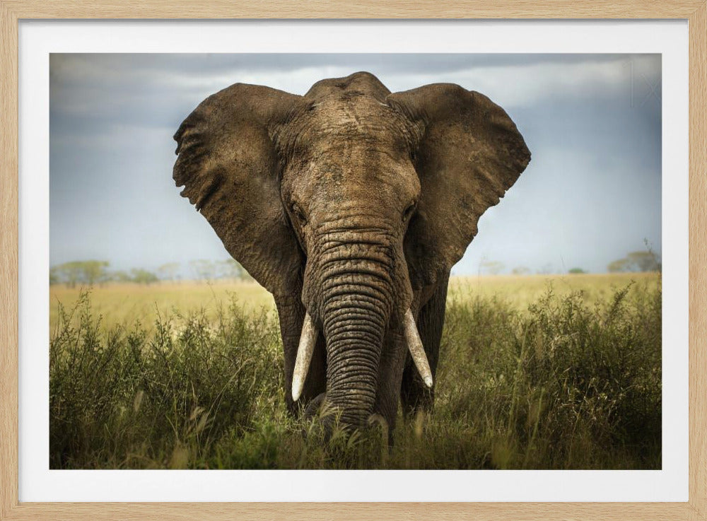 Incontri nel Serengeti | Poster - Stampe d’Arte