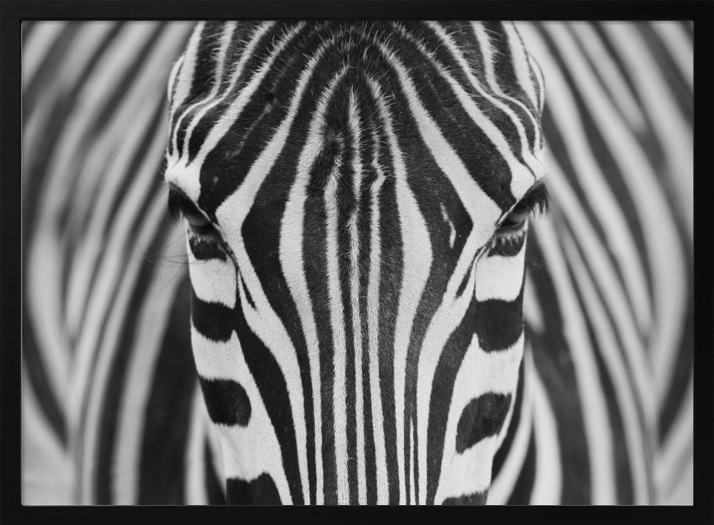 Zebra | Plakater - Kunsttryk