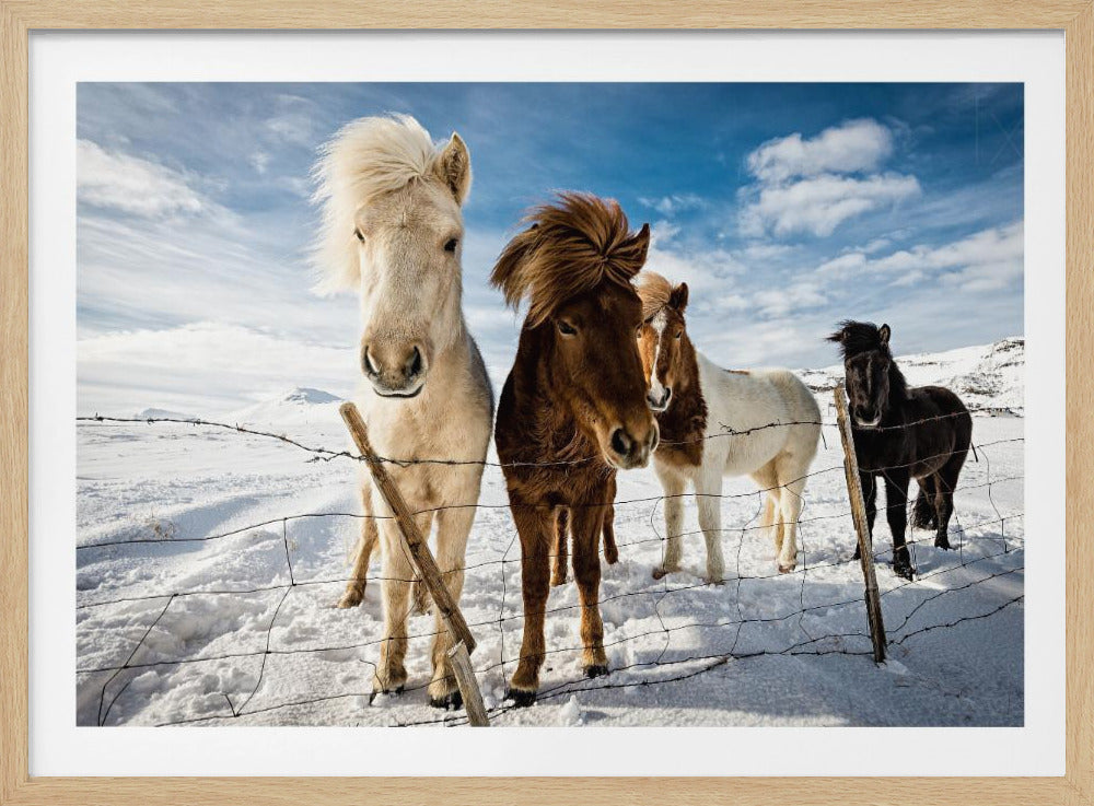 Islandsk hårstil | Plakater - Kunsttryk