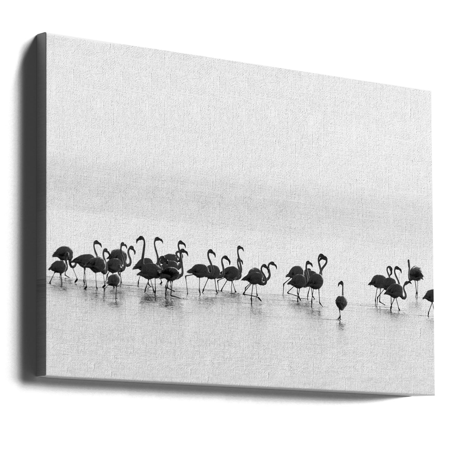 Flamingos | Leinwand-Bilder