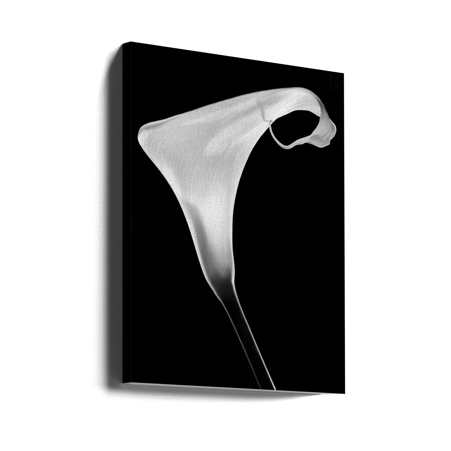 Calla | Canvas