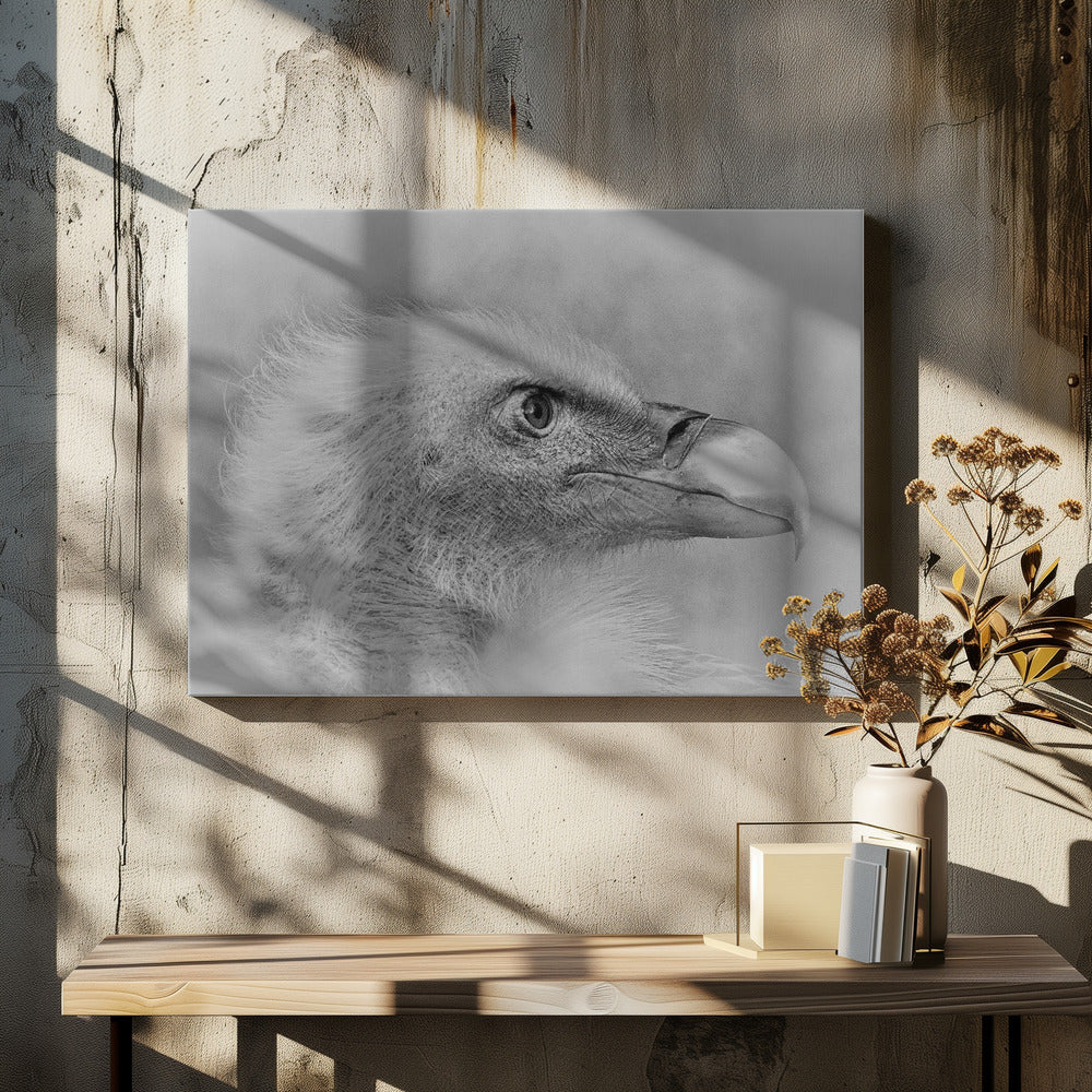 Weißkopfseeadler | Leinwand-Bilder