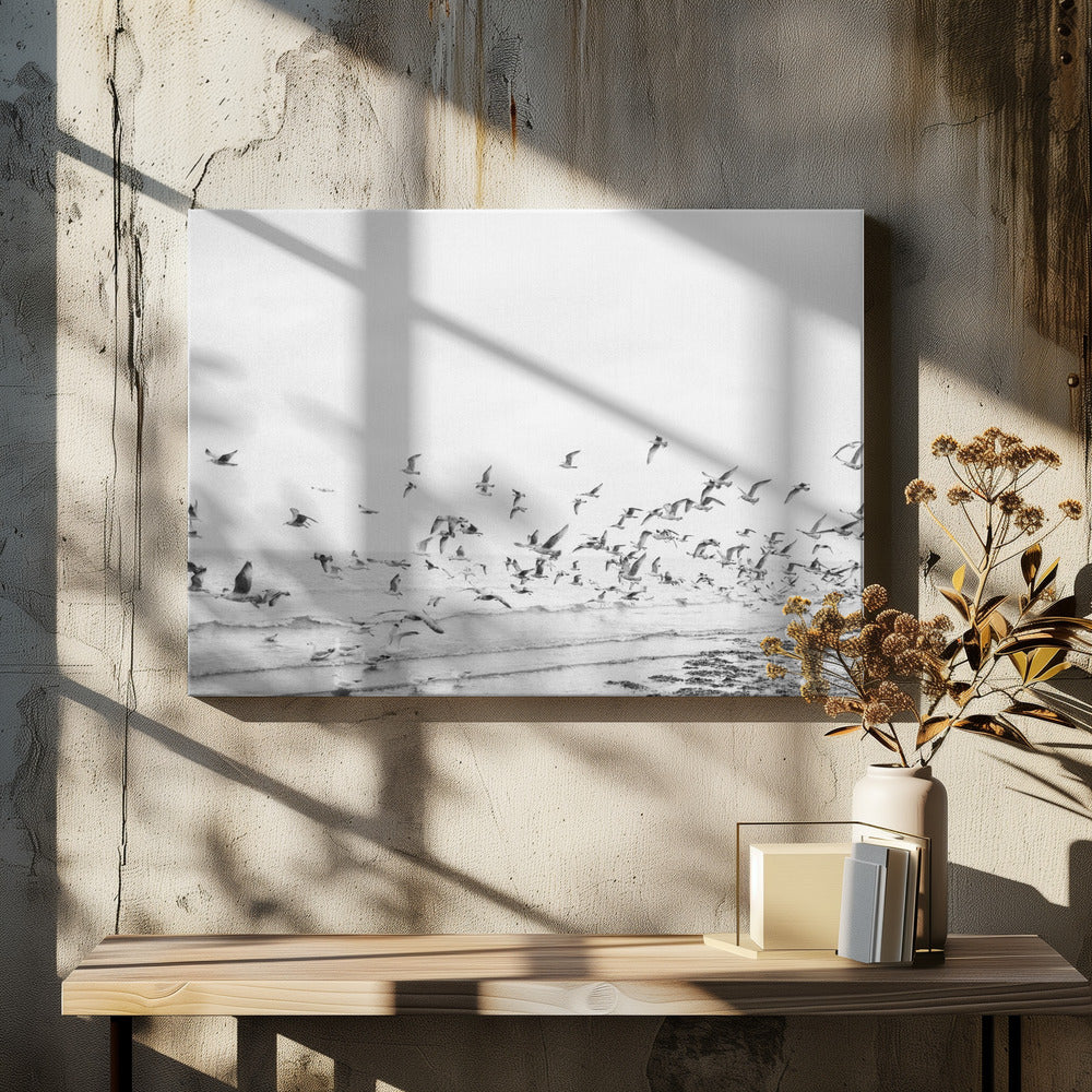 Mouettes-Côtières noires et blanches | Tableaux sur Toile