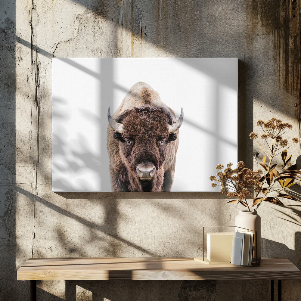 Bison | Leinwand-Bilder