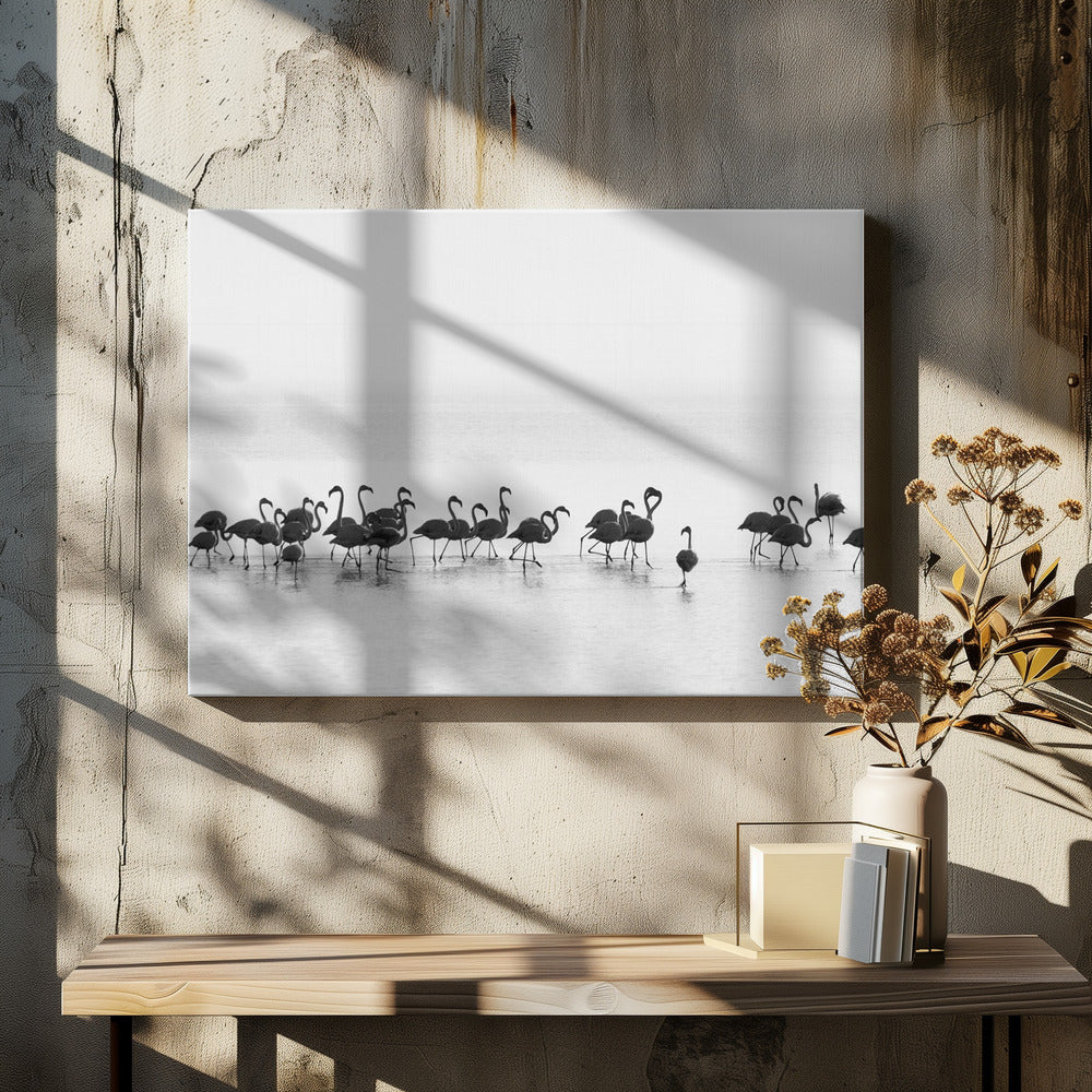 Flamingos | Leinwand-Bilder