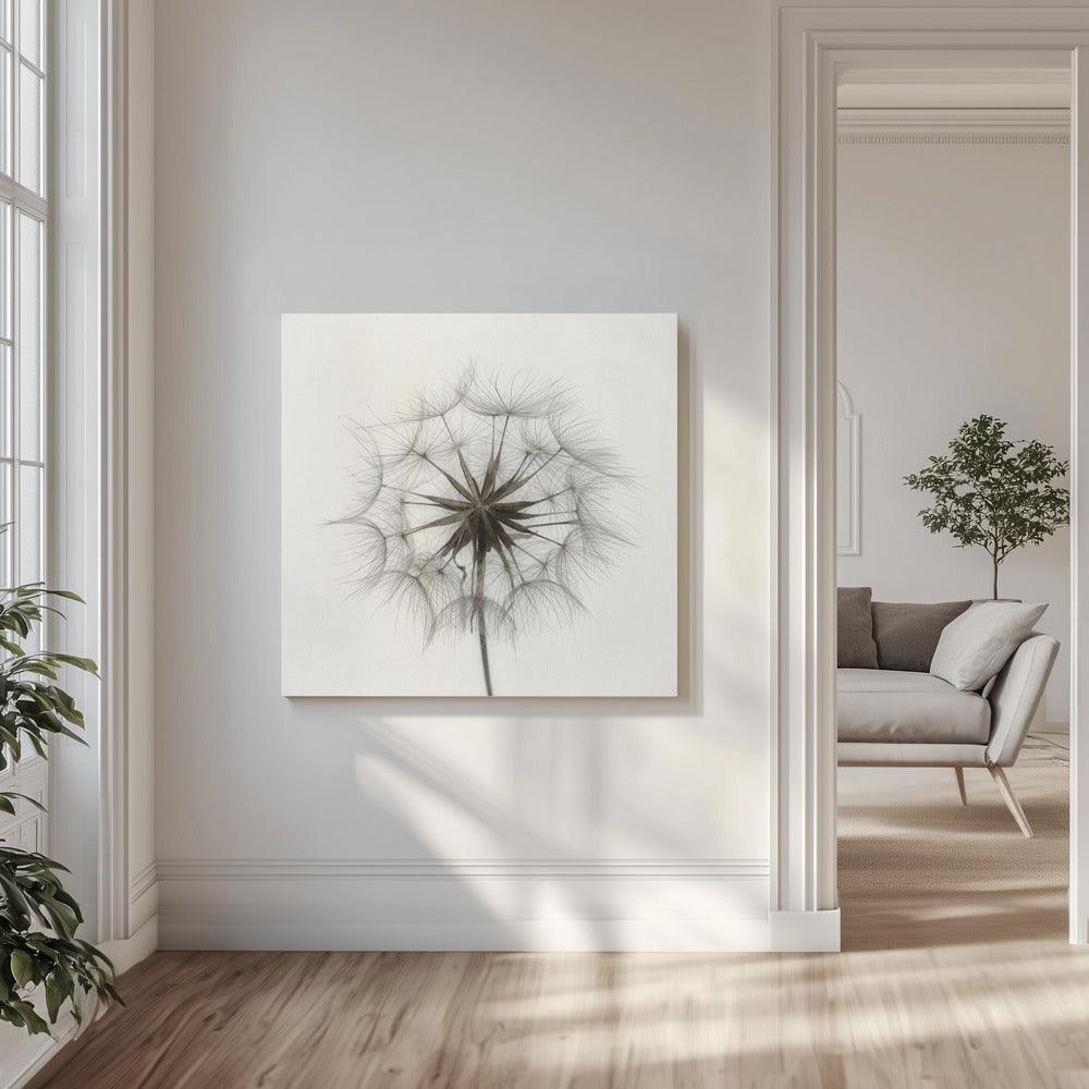 Tragopogon | Impresiones en Lienzo