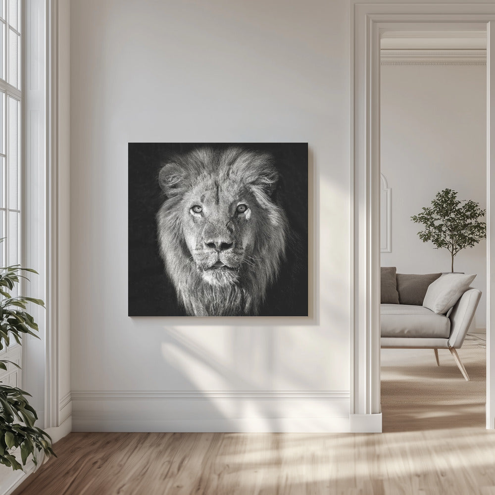 Lion Portrait- Panthera Leo | Canvas