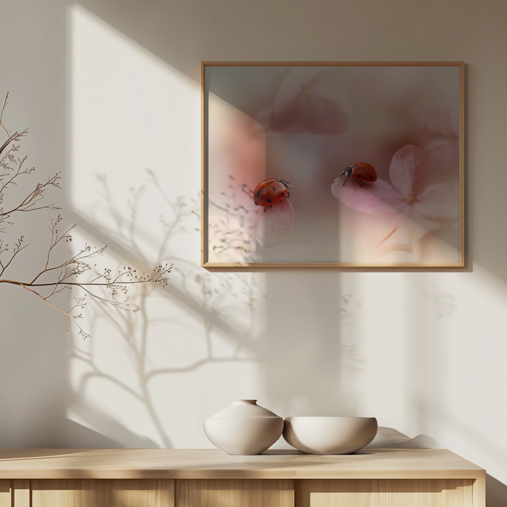 Nyckelpigor på rosa hortensia. Poster