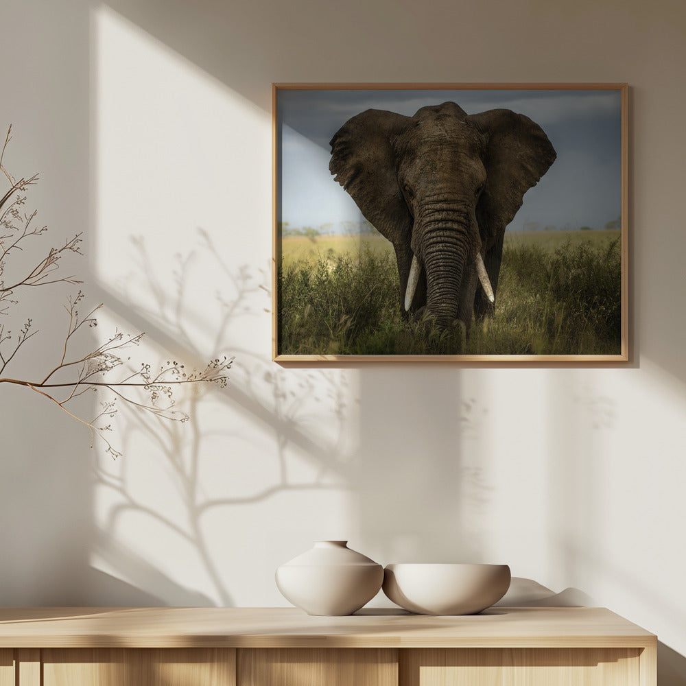 Incontri nel Serengeti | Poster - Stampe d’Arte
