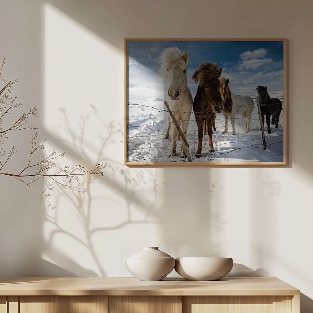 Islandsk hårstil | Plakater - Kunsttryk
