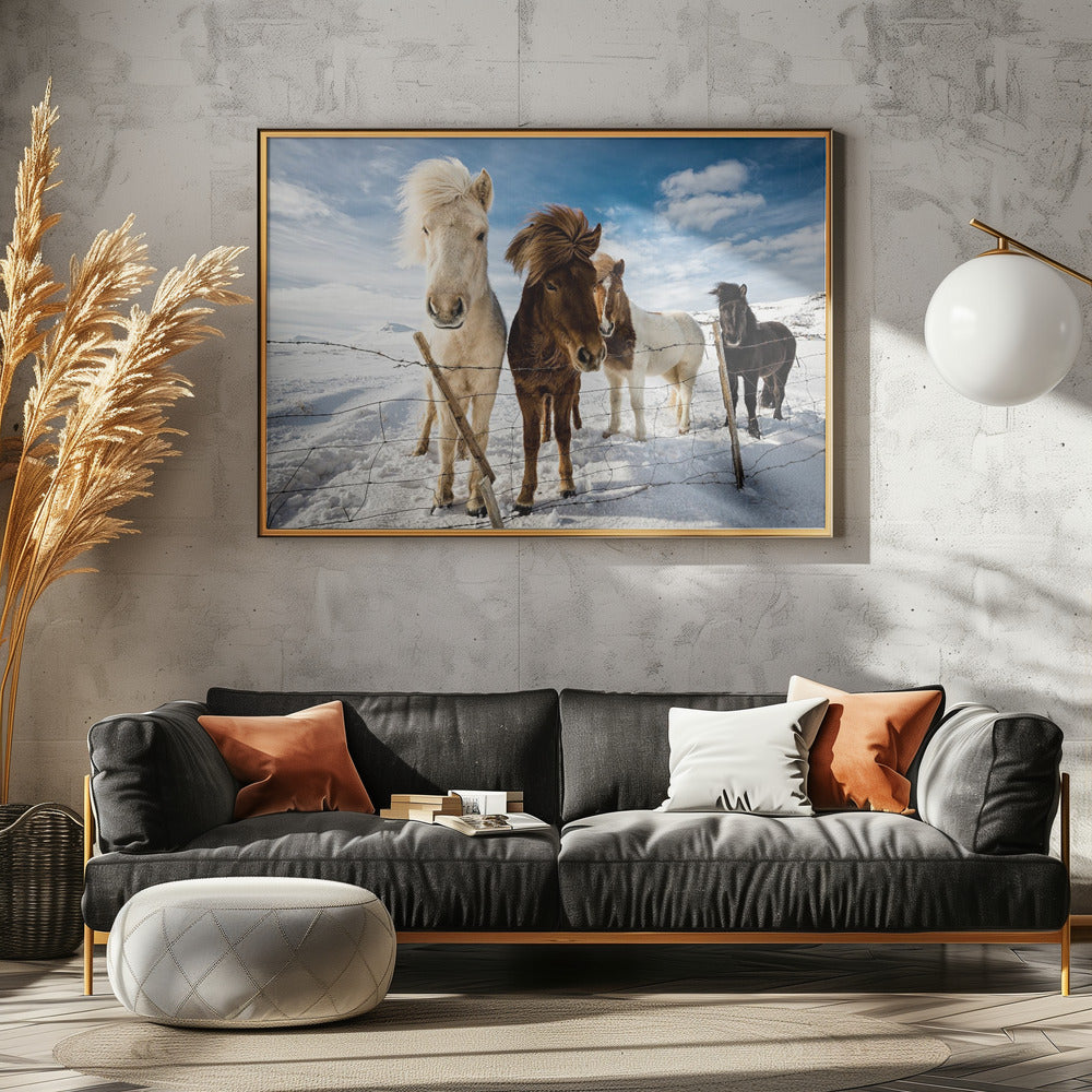 Islandsk hårstil | Plakater - Kunsttryk