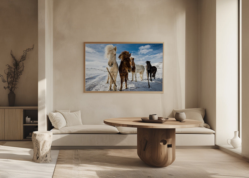 Islandsk hårstil | Plakater - Kunsttryk