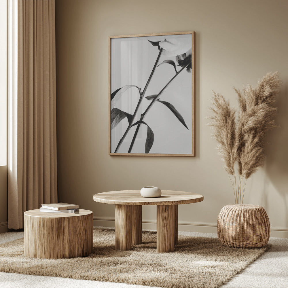 Peony 08 | Poster
