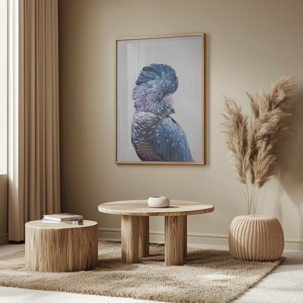 Cacatua nero | Poster - Stampe d’Arte