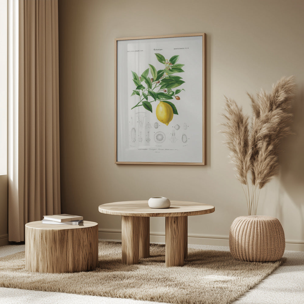 Lemon (citrus Limonium) | Poster