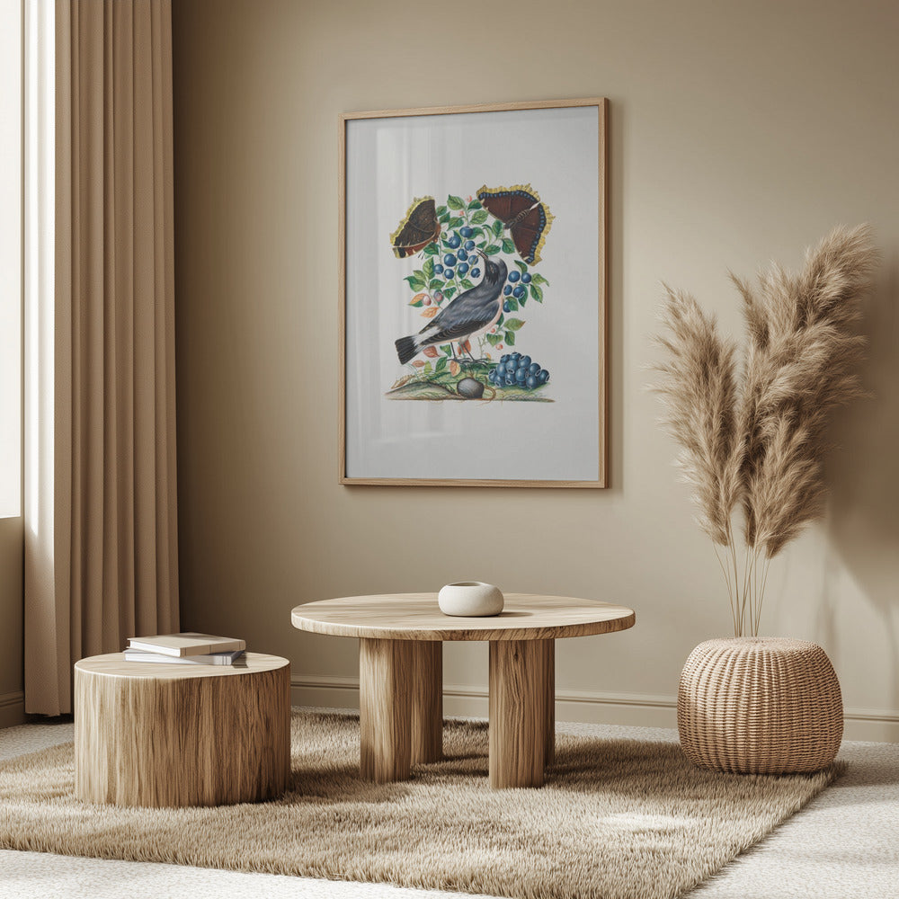 Northern Wheatear | Poster