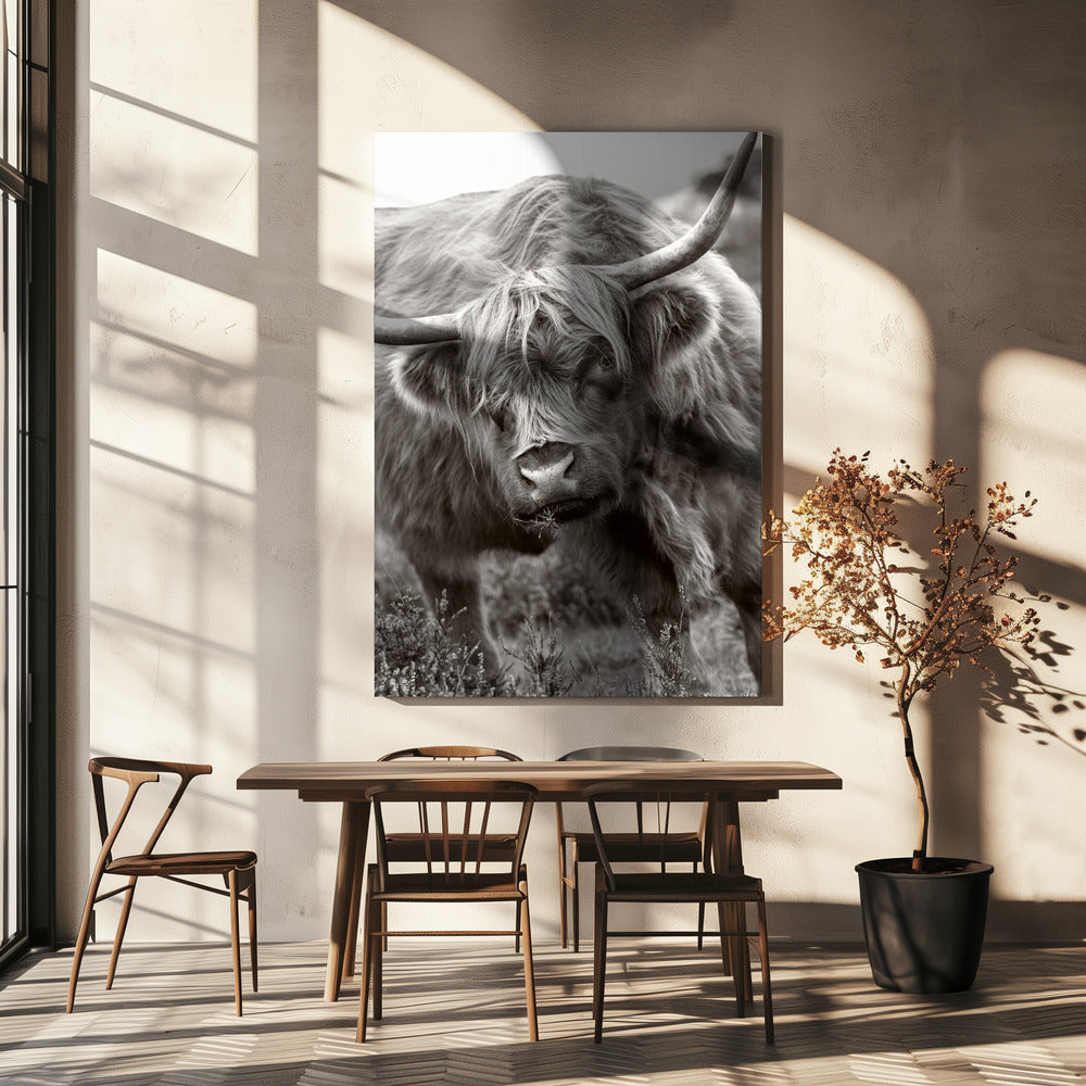 Il Toro | Stampe su Tela