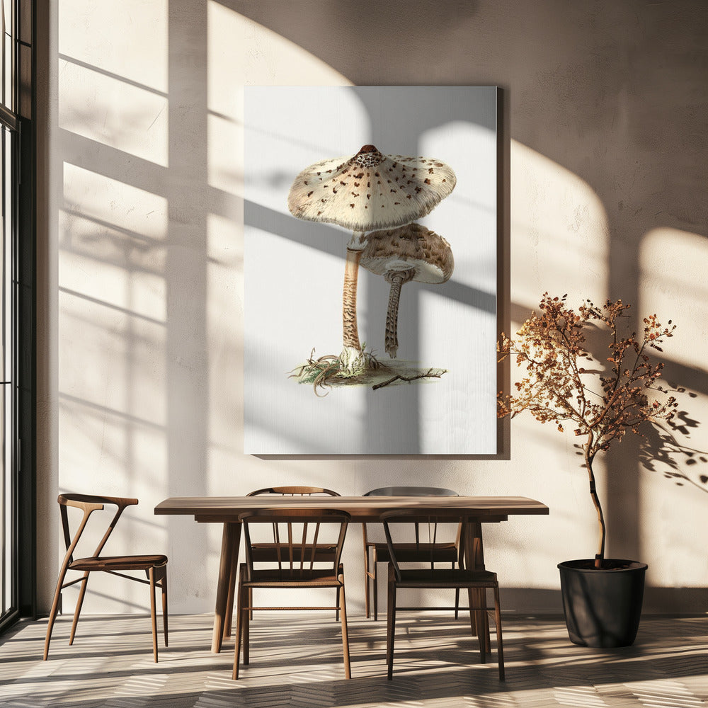 Champignon parasol dessiné à la main | Tableaux sur Toile
