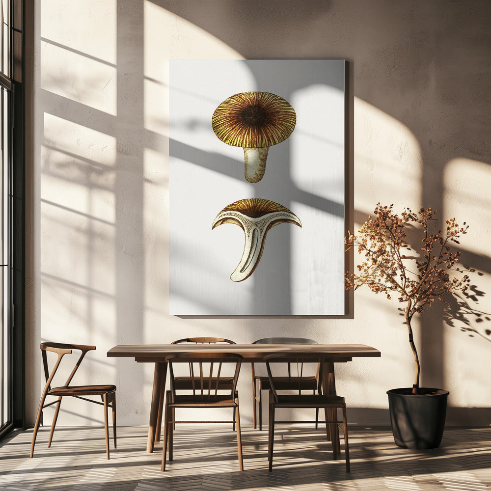 Chanterelles Vintage Champignons Comestibles | Tableaux sur Toile